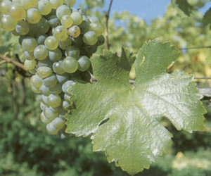 Grüner Veltliner Grüner Veltliner